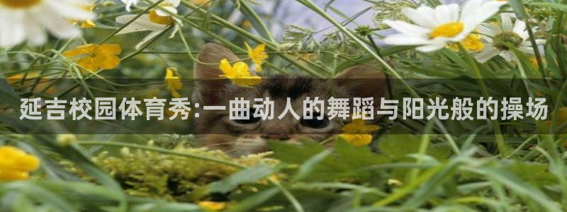 鲸鱼体育下载官方正版：延吉校园体育秀:一曲动人的舞蹈与阳光般的操场