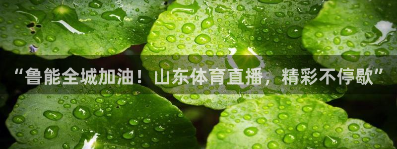 鲸鱼看球直播：“鲁能全城加油！山东体育直播，精彩不停歇”
